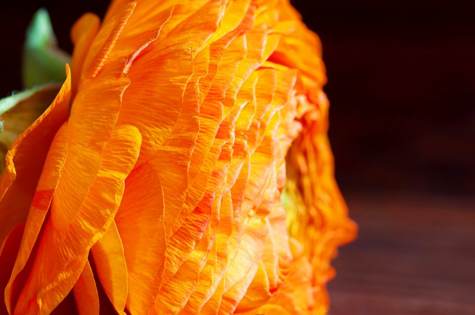 Bloom petals orange