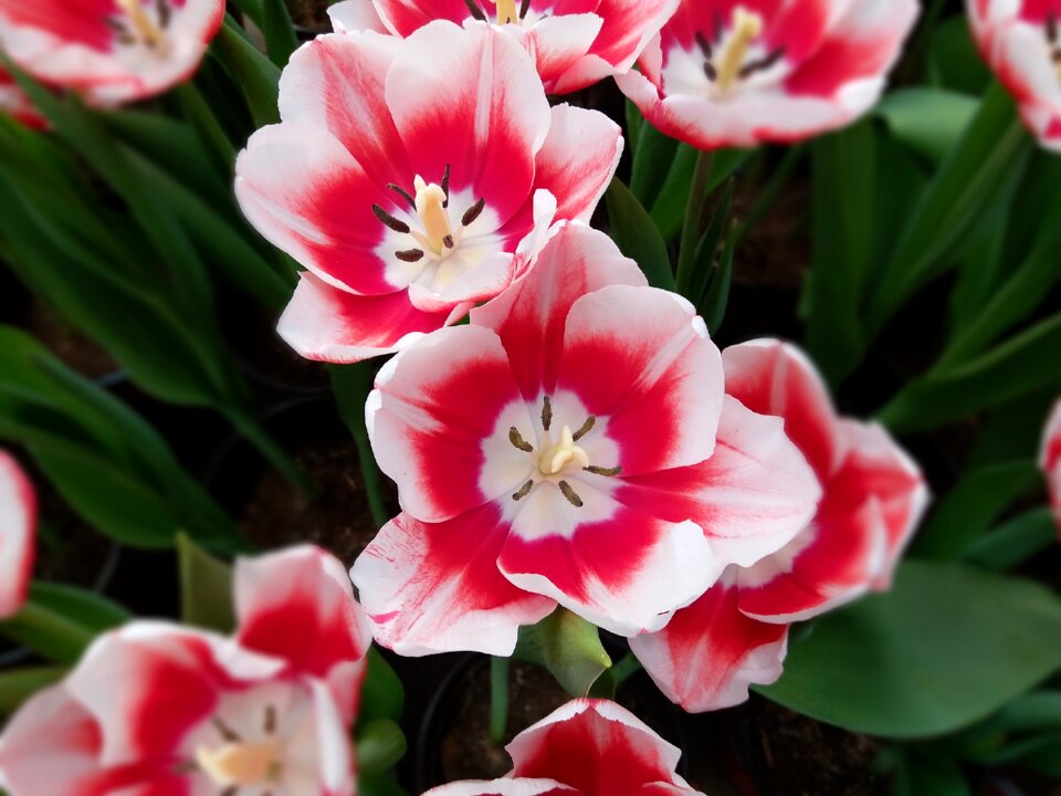 Tulip flowers pink flowers
