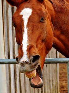 Animal cute sweet