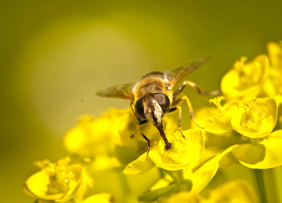 Close the insect flower