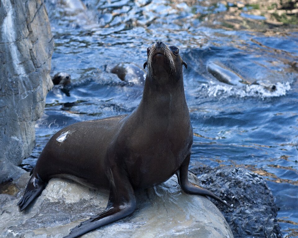 Sea fauna mamals