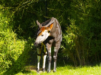 Mammals ruminants wild
