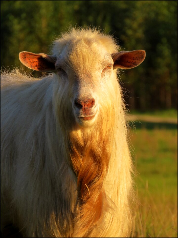 Animal nature fur