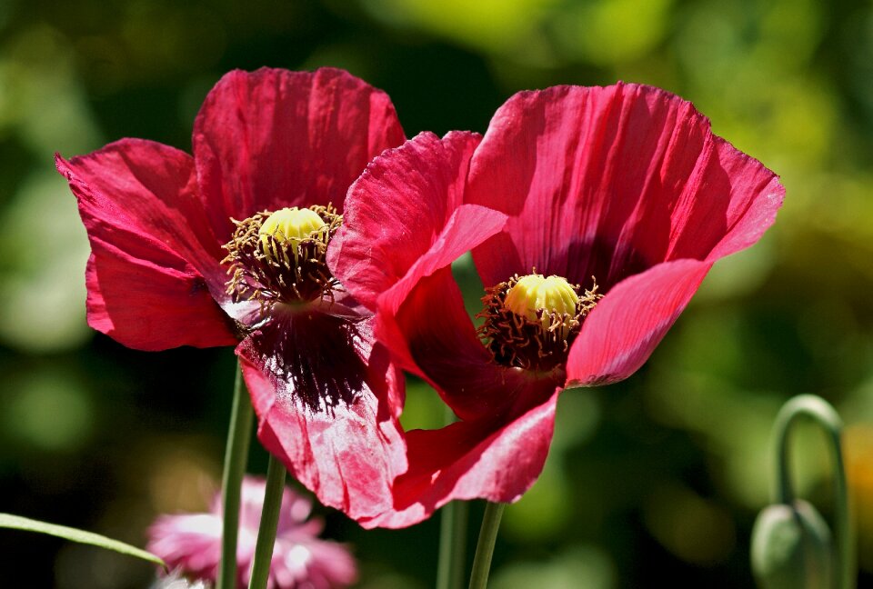 Klatschmohn flower blossom photo