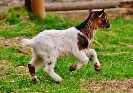 Playful romp cute