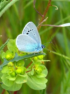 Blue butterfly blaveta polyommatus icarus photo