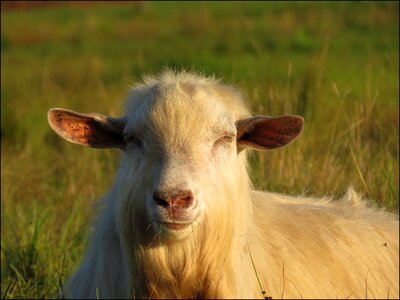 Goat nature fur