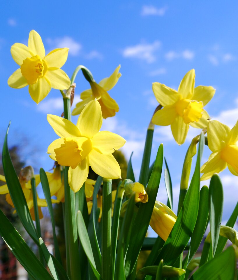 Flower garden spring easter