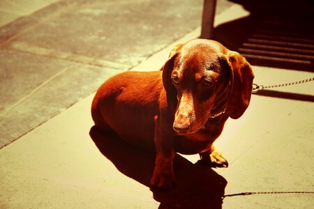 Dachshund dog fur good photo