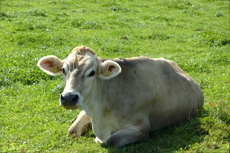 Agriculture lying portrait