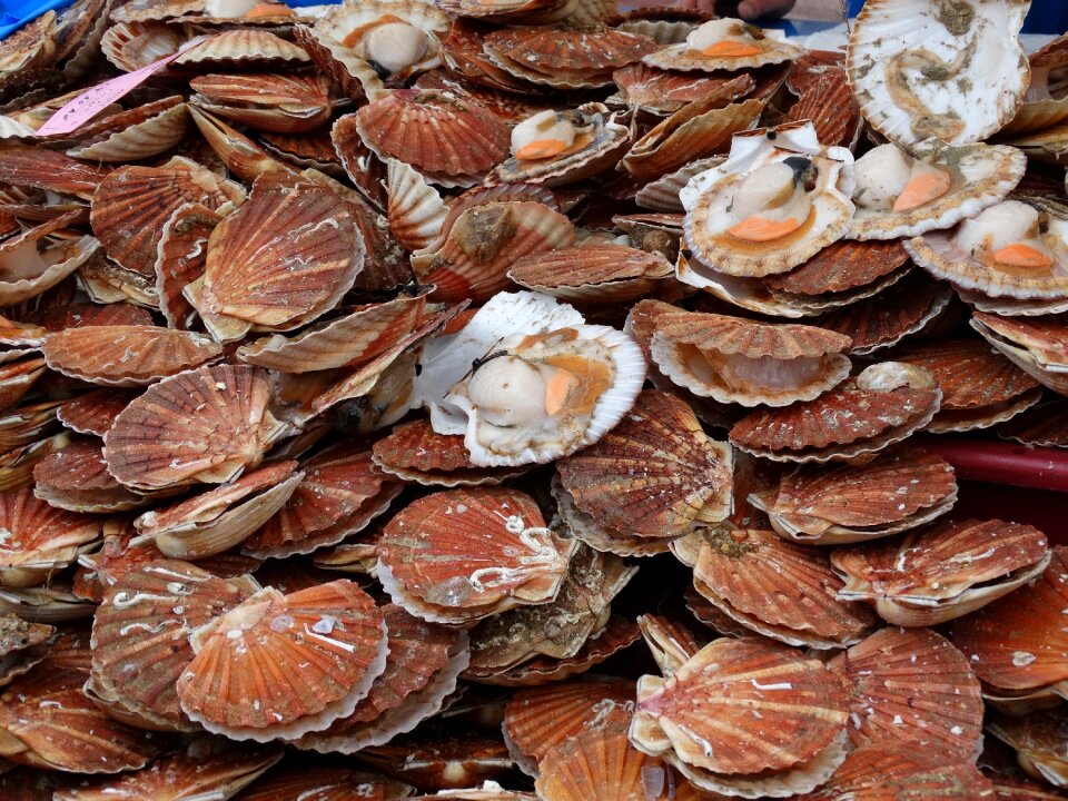 Tourism scallops seashells