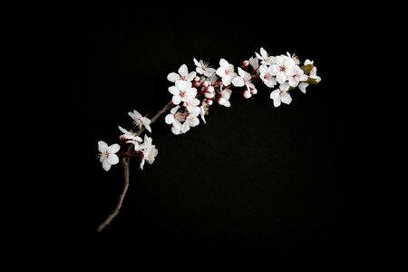 Nature branch blossom