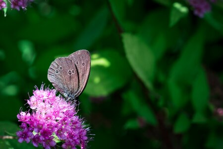 Edelfalter brown forest bird insect
