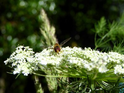 Flowers wing macro