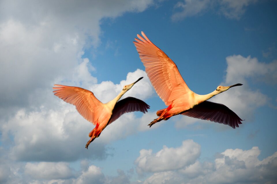 Couple wings flying