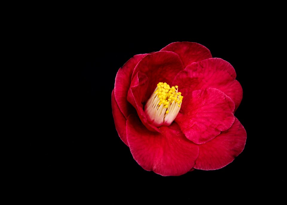 Romance petal floral