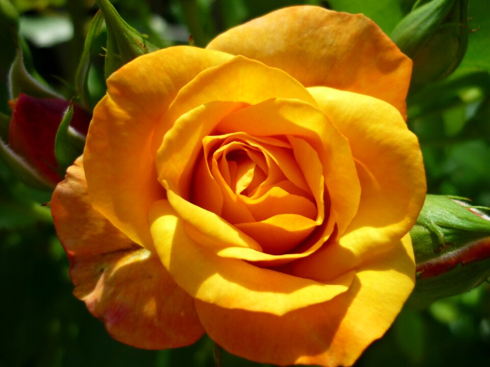 Popular garden flower summer sun