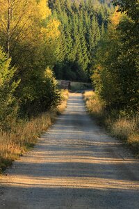 Forest holidays path