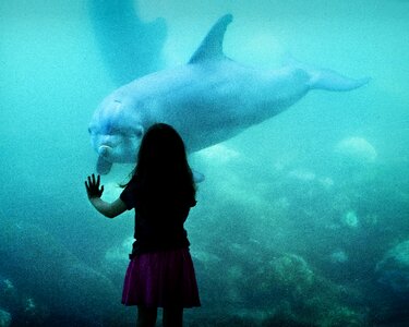 Aquarium sea fauna