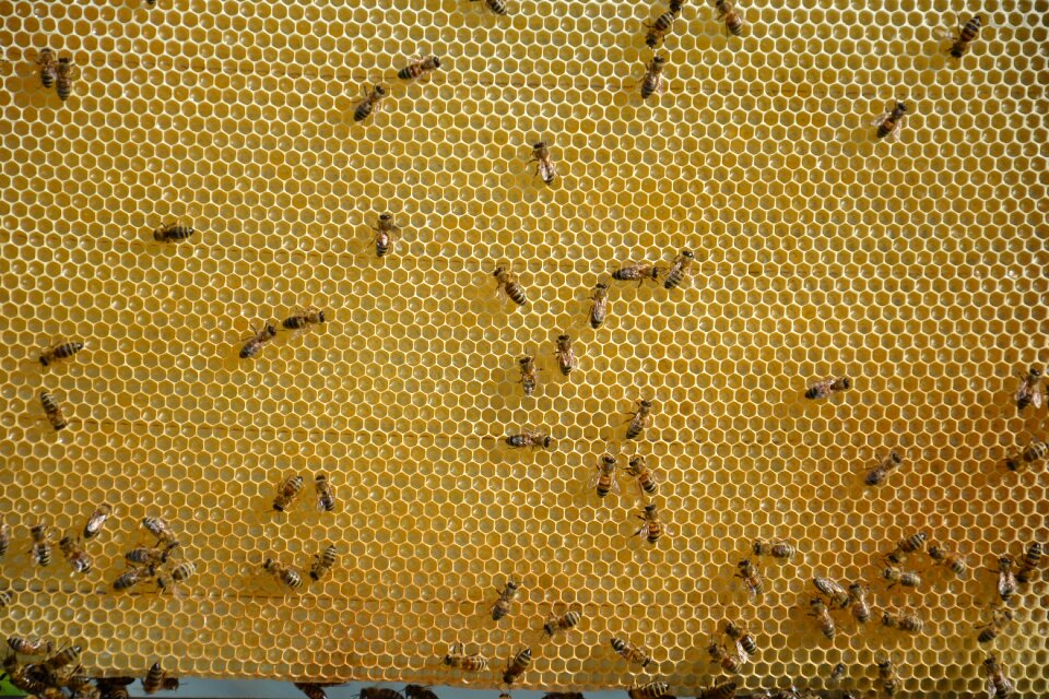 Bees young bee apiary