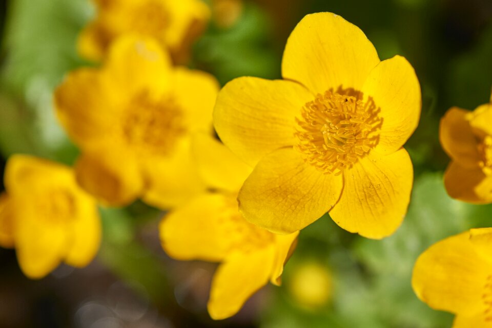 Nature plant the beauty of the
