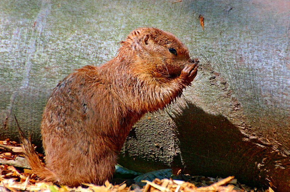 Small to clean cute wet