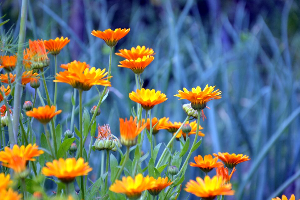 Flowers orange yellow