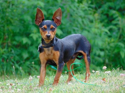Pin breed pet