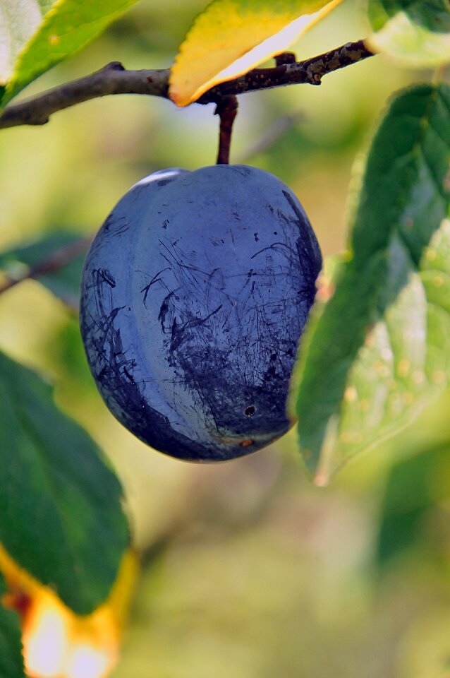 Garden plant mature
