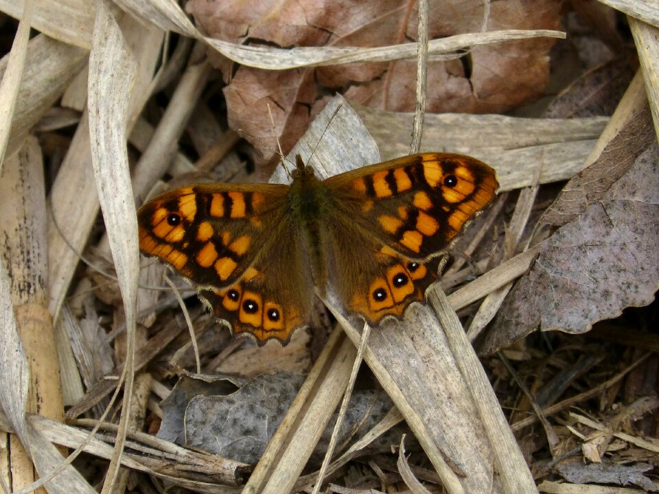 Butterfly margenera butterfly saltacercas