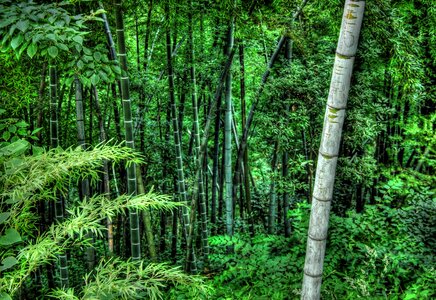 Bamboo vegetation green photo