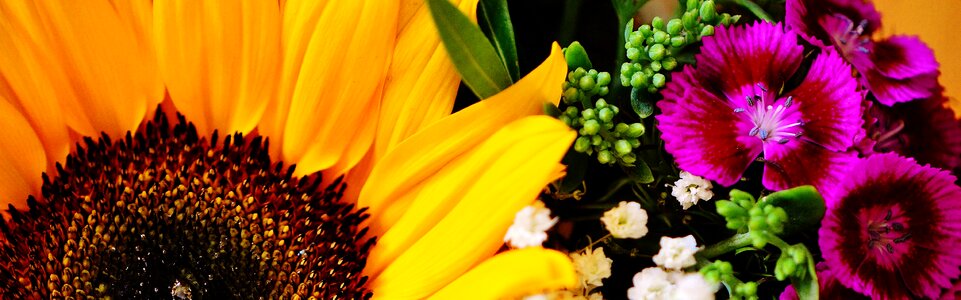 Summer plant flowers