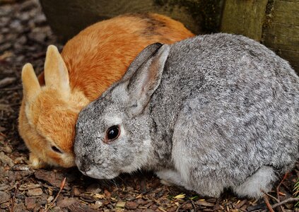 Bunny cute sweet