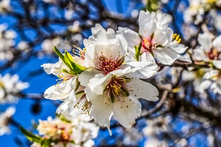 Spring blossom branch