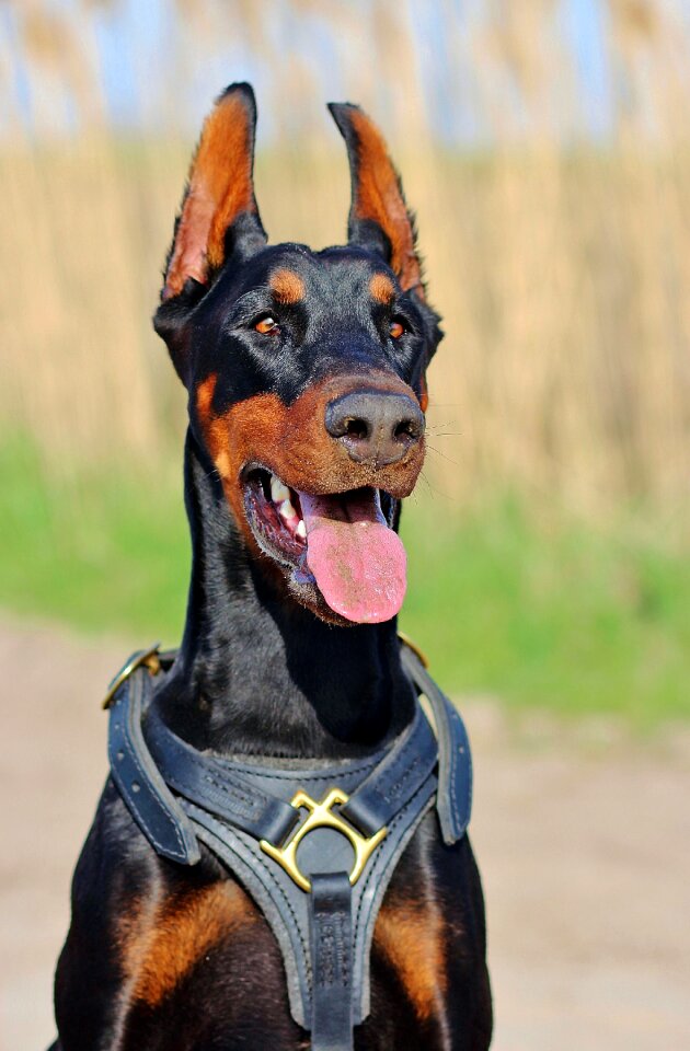 Animal outdoors collar