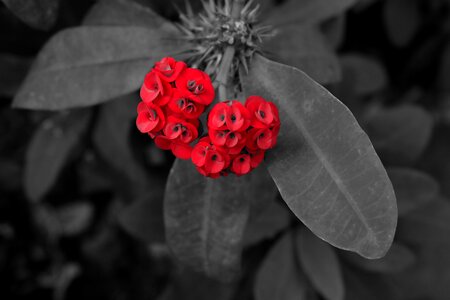 Plant nature love