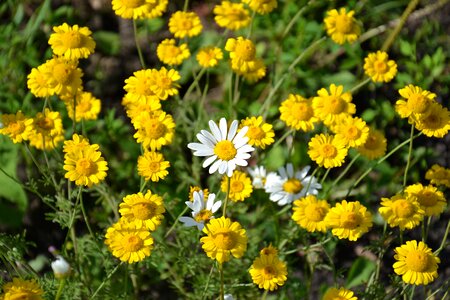 Yellow flowers summer flowers of the field