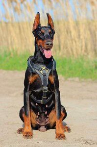 Animal outdoors collar