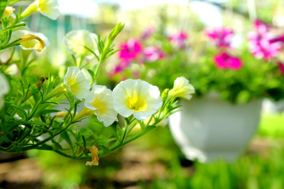 Wildflowers scenery natural