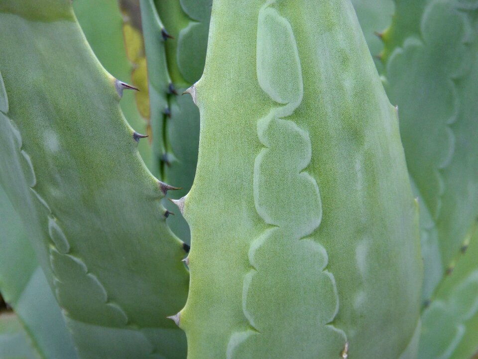 Texture detail spina