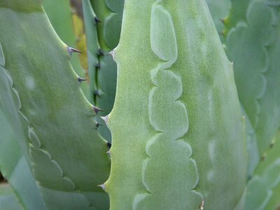 Texture detail spina