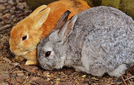 Bunny cute sweet