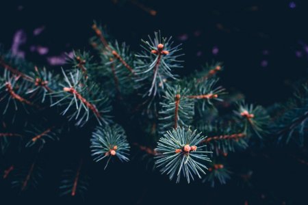 A cluster of pine needle in the daylight photo