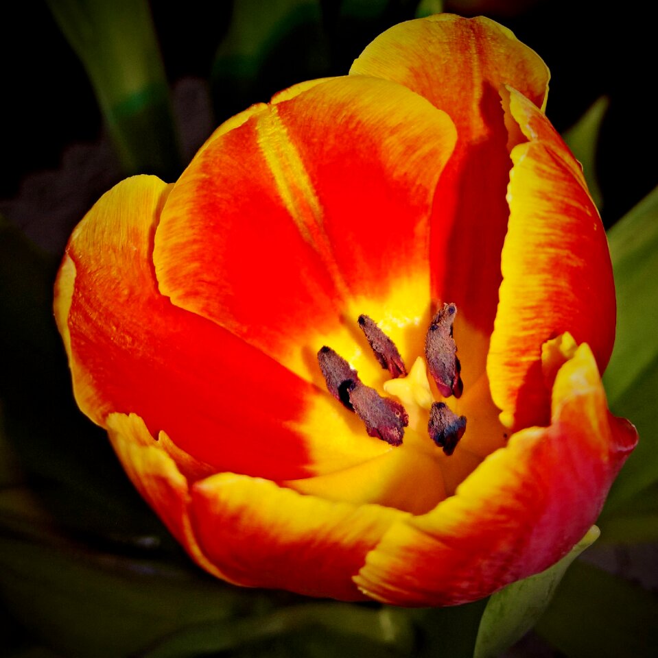 Single bloom yellow red petals brown flower stamen