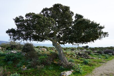 Green wild uncontaminated