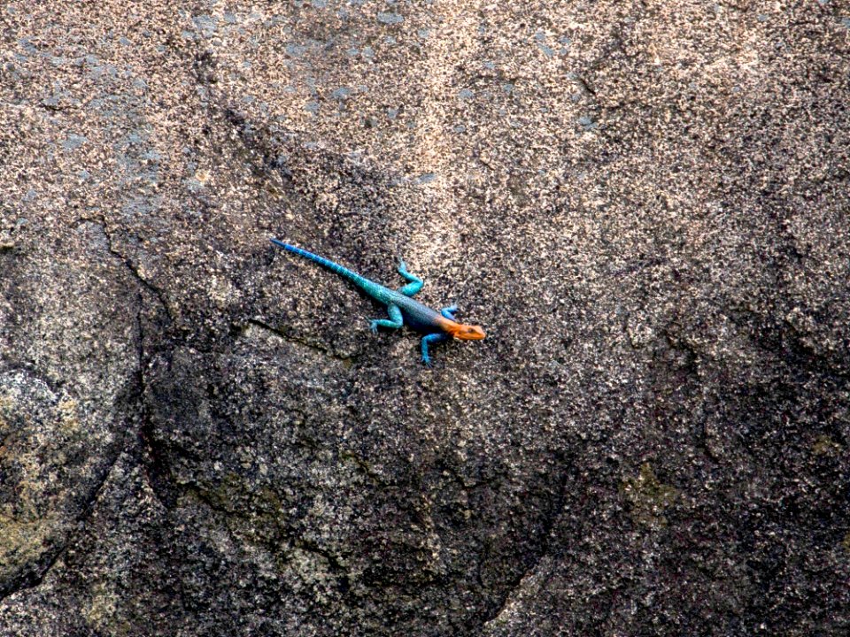 Agama agama in Ruaha National Park, Tanzania 