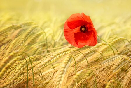 Summer mohngewaechs cereals
