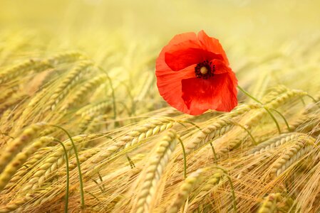 Summer mohngewaechs cereals photo