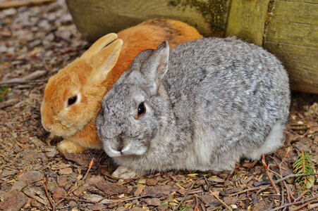 Bunny cute sweet