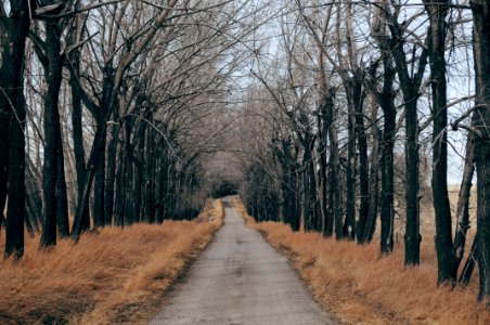 Alberta, Canada photo